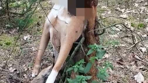 Śledczy ustalili, kto jest właścicielem psa powieszonego na drzewie w gminie Nasielsk