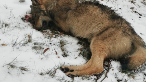 Kolejny kampinoski wilk stracił życie