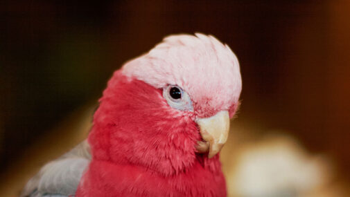 Papugarnie – tropikalne raje w sercu miasta